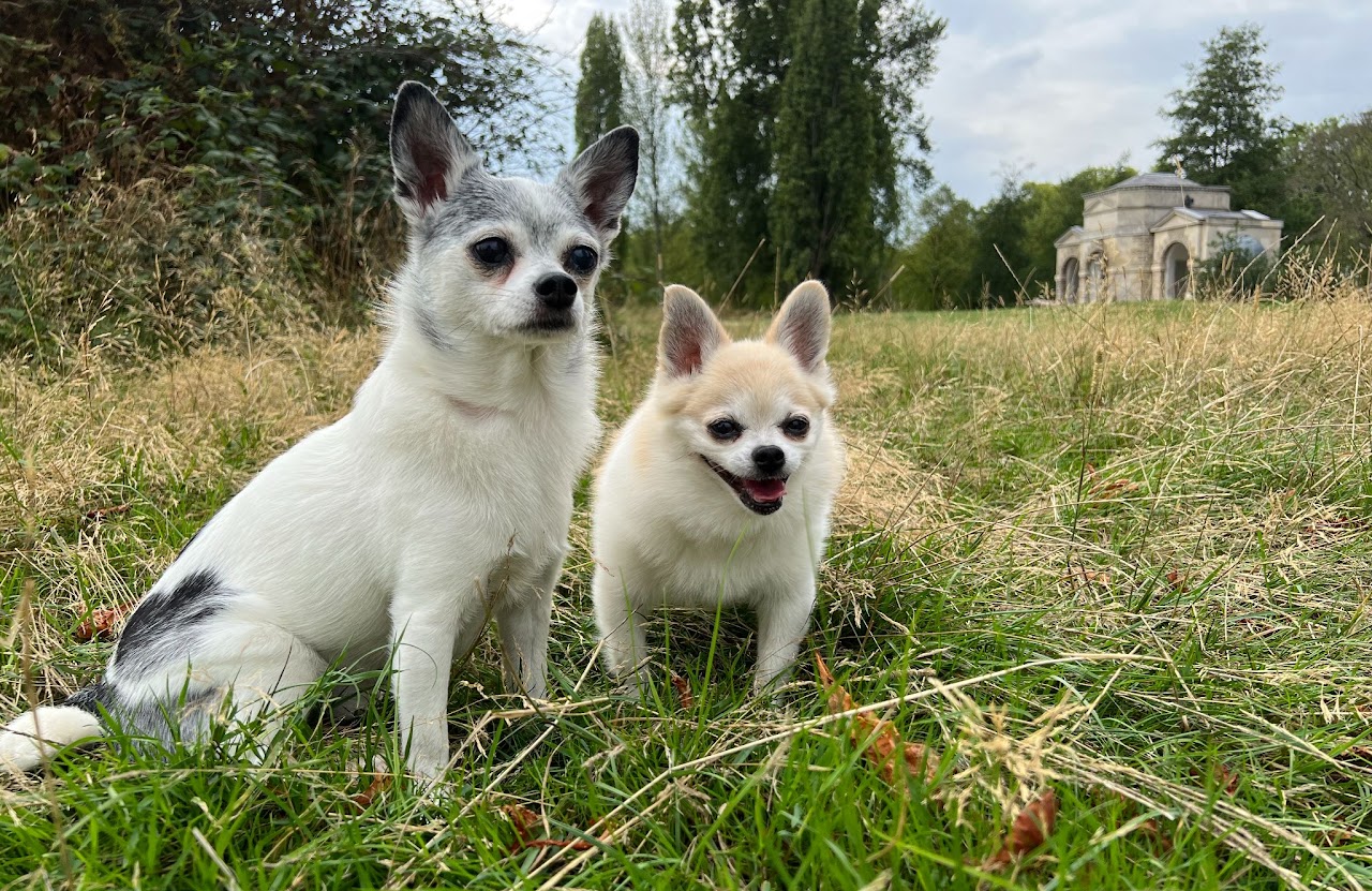 愛犬のモカとマウイ。